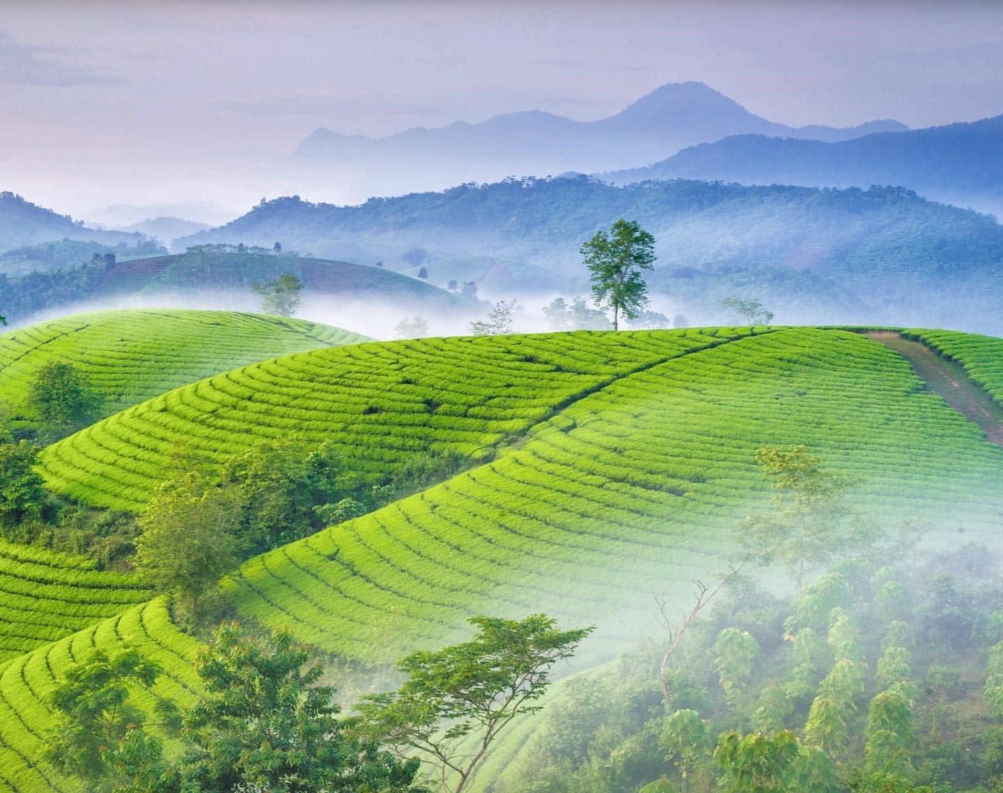 5 địa điểm du lịch Phú Thọ sở hữu khung cảnh hoang sơ và thơ mộng - Du lịch Việt Nam - Cầu đi bộ du lịch Phú Thọ Đầm Ao Châu địa điểm du lịch Phú Thọ Đồi chè Long Cốc Hồ Ly Vườn quốc gia Xuân Sơn 5 địa điểm du lịch Phú Thọ sở hữu khung cảnh hoang sơ và thơ mộng - Du lịch Việt Nam - Cầu đi bộ du lịch Phú Thọ Đầm Ao Châu địa điểm du lịch Phú Thọ Đồi chè Long Cốc Hồ Ly Vườn quốc gia Xuân Sơn