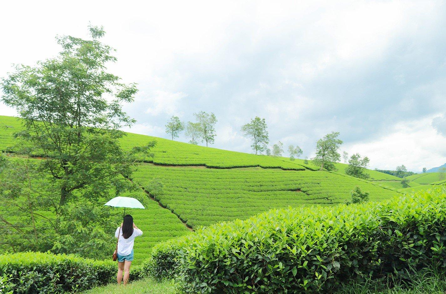 5 địa điểm du lịch Phú Thọ sở hữu khung cảnh hoang sơ và thơ mộng - Du lịch Việt Nam - Cầu đi bộ du lịch Phú Thọ Đầm Ao Châu địa điểm du lịch Phú Thọ Đồi chè Long Cốc Hồ Ly Vườn quốc gia Xuân Sơn 5 địa điểm du lịch Phú Thọ sở hữu khung cảnh hoang sơ và thơ mộng - Du lịch Việt Nam - Cầu đi bộ du lịch Phú Thọ Đầm Ao Châu địa điểm du lịch Phú Thọ Đồi chè Long Cốc Hồ Ly Vườn quốc gia Xuân Sơn