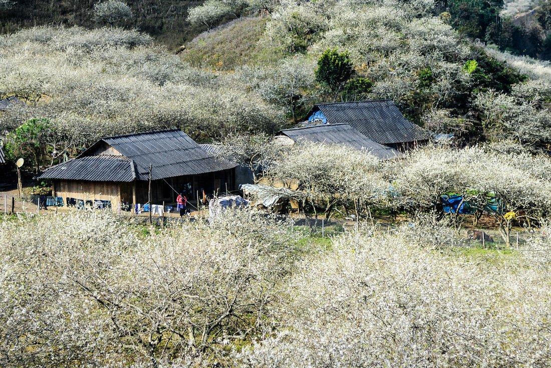 4 địa điểm săn hoa mận ở Mộc Châu đẹp ngất ngây - Du lịch Việt Nam - Bản Thung Cuông du lịch Mộc Châu địa điểm săn hoa mận ở Mộc Châu Rừng thông Bản Áng Thung lũng mận Nà Ka Thung lũng Mu Náu 4 địa điểm săn hoa mận ở Mộc Châu đẹp ngất ngây - Du lịch Việt Nam - Bản Thung Cuông du lịch Mộc Châu địa điểm săn hoa mận ở Mộc Châu Rừng thông Bản Áng Thung lũng mận Nà Ka Thung lũng Mu Náu