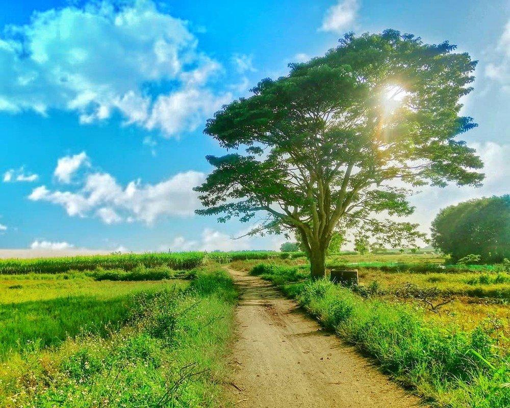 5 cây cô đơn ở Việt Nam làm nơi chụp ảnh đẹp và độc đáo - Du lịch Việt Nam - Cây bàng cô đơn Phúc Thọ Cây cô đơn Hồ Tây Cây cô đơn làng Hà Cảng cây cô đơn ở Việt Nam Cây táo mèo cô đơn Tà Xùa Cây thông cô đơn Đà Lạt Đà Lạt Hà Nội 5 cây cô đơn ở Việt Nam làm nơi chụp ảnh đẹp và độc đáo - Du lịch Việt Nam - Cây bàng cô đơn Phúc Thọ Cây cô đơn Hồ Tây Cây cô đơn làng Hà Cảng cây cô đơn ở Việt Nam Cây táo mèo cô đơn Tà Xùa Cây thông cô đơn Đà Lạt Đà Lạt Hà Nội