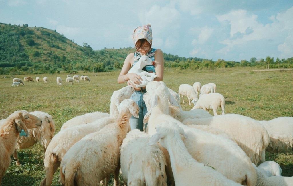 4 cánh đồng cừu ở Việt Nam siêu đáng yêu khiến du khách thích mê - Du lịch Việt Nam - Cánh đồng cừu An Hòa cánh đồng cừu ở Việt Nam Cánh đồng cừu Suối Nghệ Đồng cừu Thảo nguyên hoa Long Biên Trại cừu Đồng Lách 4 cánh đồng cừu ở Việt Nam siêu đáng yêu khiến du khách thích mê - Du lịch Việt Nam - Cánh đồng cừu An Hòa cánh đồng cừu ở Việt Nam Cánh đồng cừu Suối Nghệ Đồng cừu Thảo nguyên hoa Long Biên Trại cừu Đồng Lách