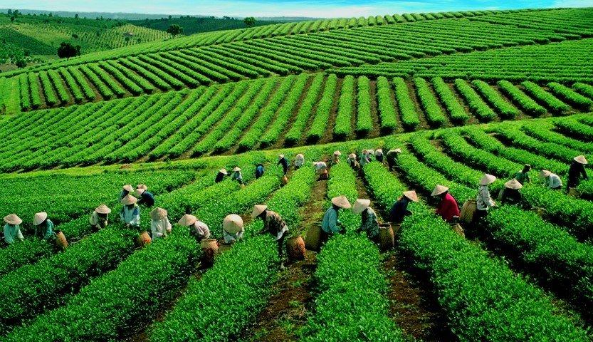 6 đồi chè xanh mướt ở Việt Nam cực thơ mộng và tươi đẹp - Du lịch Việt Nam - Đồi chè Cầu Đất Đồi chè Đông Giang Đồi chè Mộc Châu Đồi chè Pleiku Đồi chè Suối Giàng Đồi chè Thanh Chương đồi chè xanh mướt ở Việt Nam 6 đồi chè xanh mướt ở Việt Nam cực thơ mộng và tươi đẹp - Du lịch Việt Nam - Đồi chè Cầu Đất Đồi chè Đông Giang Đồi chè Mộc Châu Đồi chè Pleiku Đồi chè Suối Giàng Đồi chè Thanh Chương đồi chè xanh mướt ở Việt Nam