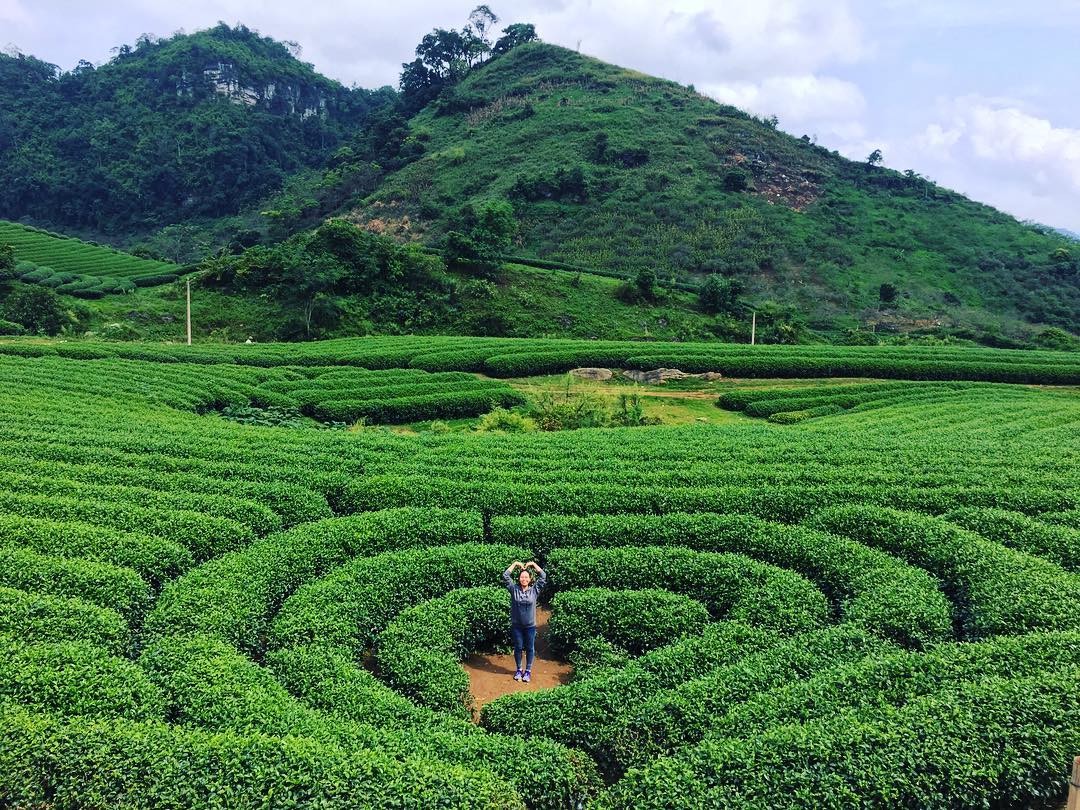 6 đồi chè xanh mướt ở Việt Nam cực thơ mộng và tươi đẹp - Du lịch Việt Nam - Đồi chè Cầu Đất Đồi chè Đông Giang Đồi chè Mộc Châu Đồi chè Pleiku Đồi chè Suối Giàng Đồi chè Thanh Chương đồi chè xanh mướt ở Việt Nam 6 đồi chè xanh mướt ở Việt Nam cực thơ mộng và tươi đẹp - Du lịch Việt Nam - Đồi chè Cầu Đất Đồi chè Đông Giang Đồi chè Mộc Châu Đồi chè Pleiku Đồi chè Suối Giàng Đồi chè Thanh Chương đồi chè xanh mướt ở Việt Nam