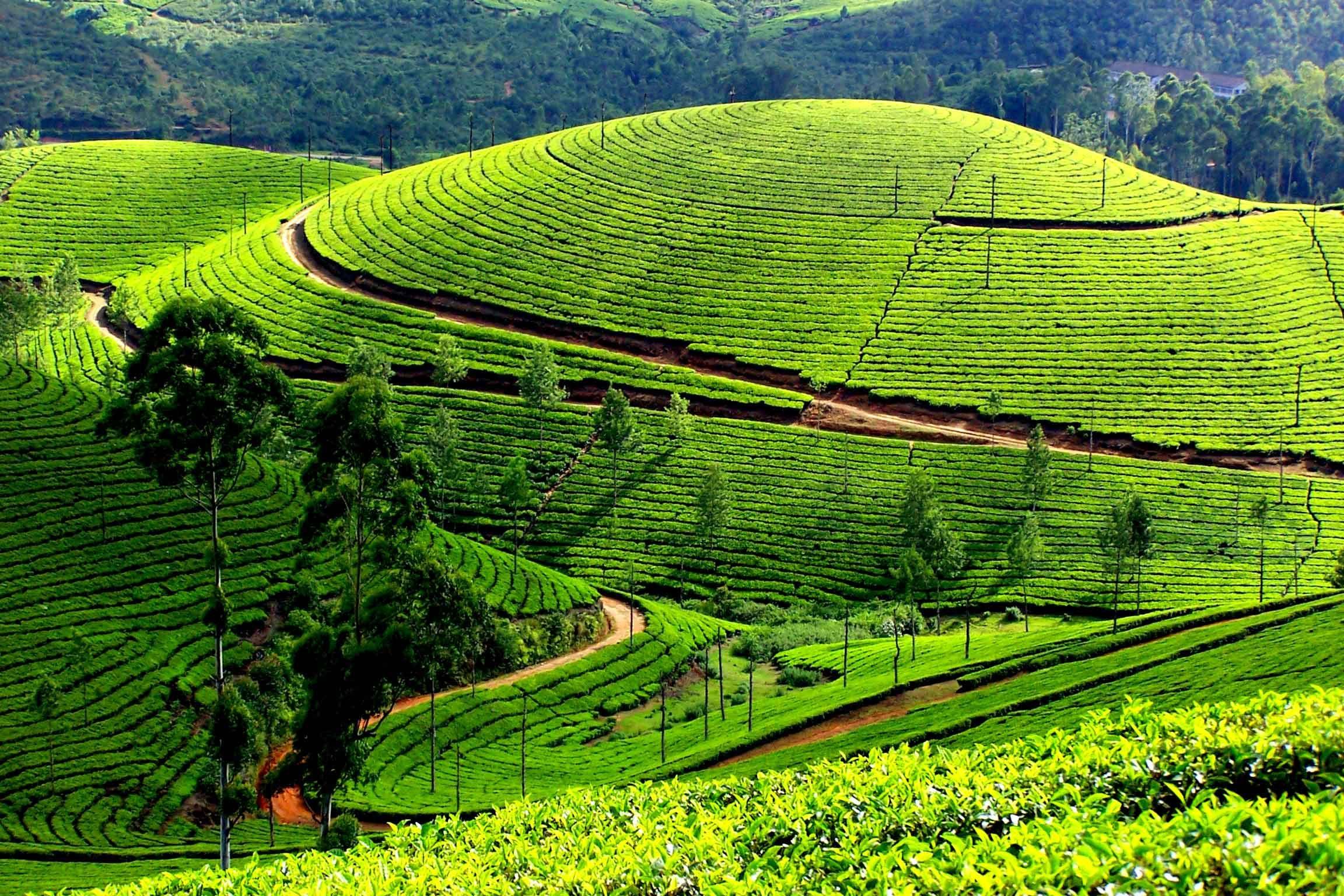 6 đồi chè xanh mướt ở Việt Nam cực thơ mộng và tươi đẹp - Du lịch Việt Nam - Đồi chè Cầu Đất Đồi chè Đông Giang Đồi chè Mộc Châu Đồi chè Pleiku Đồi chè Suối Giàng Đồi chè Thanh Chương đồi chè xanh mướt ở Việt Nam 6 đồi chè xanh mướt ở Việt Nam cực thơ mộng và tươi đẹp - Du lịch Việt Nam - Đồi chè Cầu Đất Đồi chè Đông Giang Đồi chè Mộc Châu Đồi chè Pleiku Đồi chè Suối Giàng Đồi chè Thanh Chương đồi chè xanh mướt ở Việt Nam