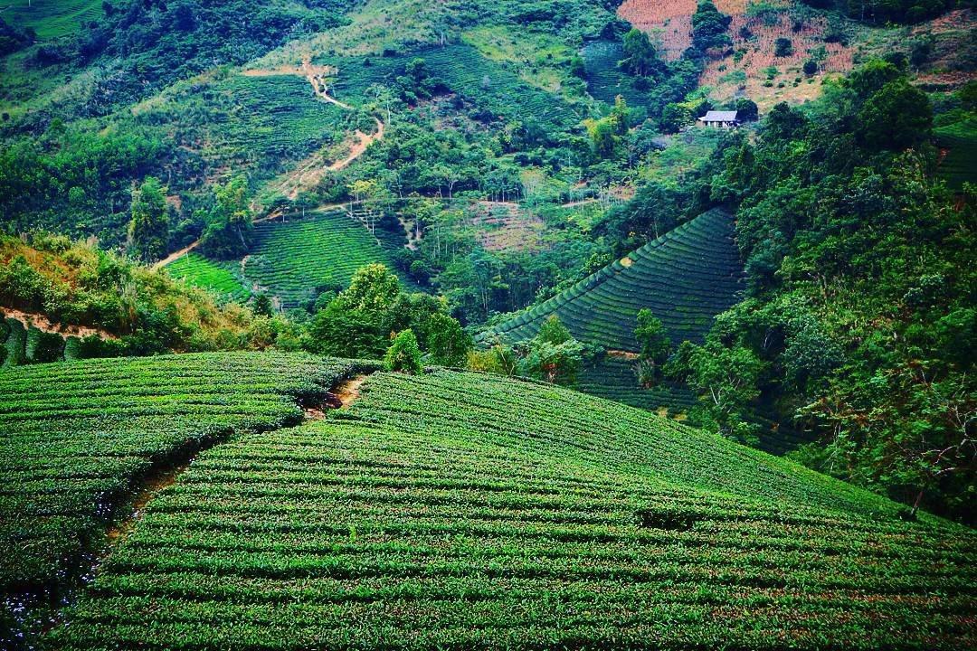 6 đồi chè xanh mướt ở Việt Nam cực thơ mộng và tươi đẹp - Du lịch Việt Nam - Đồi chè Cầu Đất Đồi chè Đông Giang Đồi chè Mộc Châu Đồi chè Pleiku Đồi chè Suối Giàng Đồi chè Thanh Chương đồi chè xanh mướt ở Việt Nam 6 đồi chè xanh mướt ở Việt Nam cực thơ mộng và tươi đẹp - Du lịch Việt Nam - Đồi chè Cầu Đất Đồi chè Đông Giang Đồi chè Mộc Châu Đồi chè Pleiku Đồi chè Suối Giàng Đồi chè Thanh Chương đồi chè xanh mướt ở Việt Nam