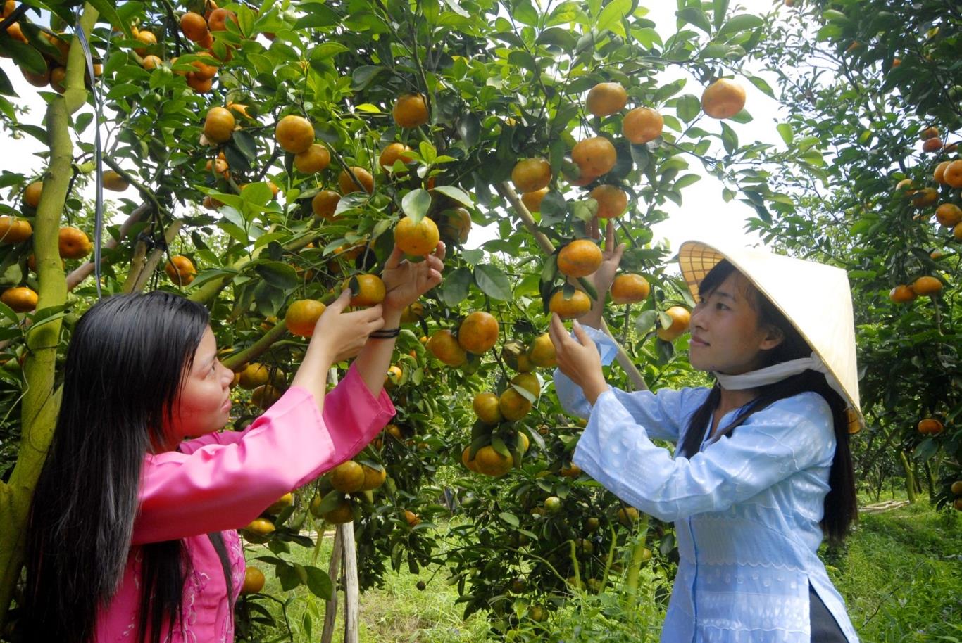 5 địa điểm du lịch Bến Tre hấp dẫn mọi du khách - Du lịch Việt Nam - du lịch Bến Tre địa điểm du lịch Bến Tre Khu du lịch Cồn Phụng Khu du lịch Lan Vương Khu du lịch Làng Bè Sân chim Vàm Hồ Vườn trái cây Cái Mơn 5 địa điểm du lịch Bến Tre hấp dẫn mọi du khách - Du lịch Việt Nam - du lịch Bến Tre địa điểm du lịch Bến Tre Khu du lịch Cồn Phụng Khu du lịch Lan Vương Khu du lịch Làng Bè Sân chim Vàm Hồ Vườn trái cây Cái Mơn